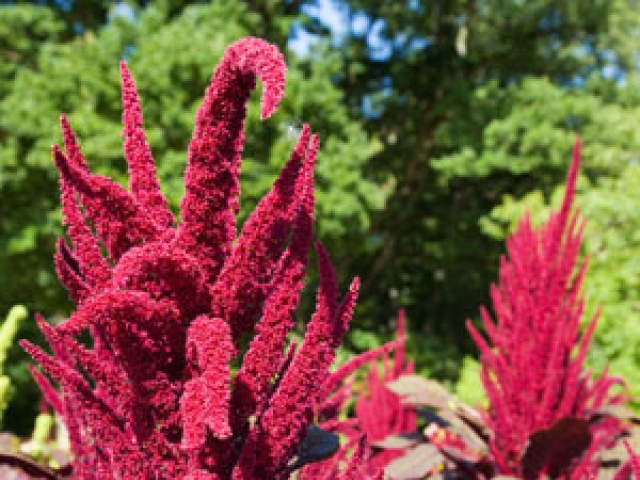 Amaranth (Grain)