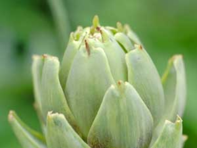 Artichoke (Globe)