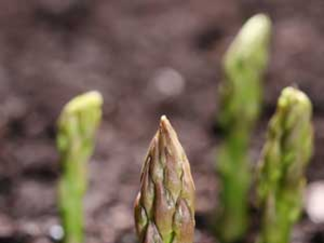 Asparagus