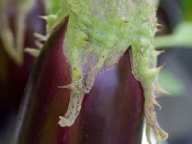 Aubergine
