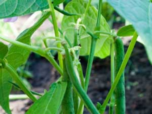 Beans (French)