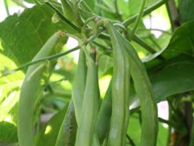 Beans (Runner)