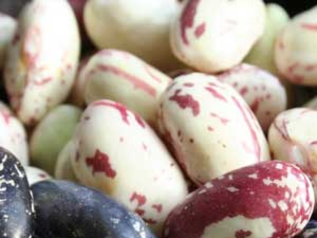 Beans (Borlotti)