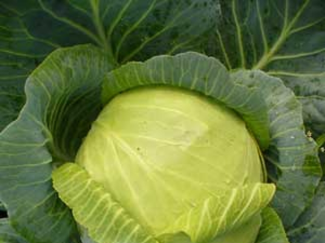 Cabbage (Summer)