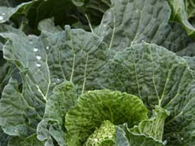 Cabbage (Spring)