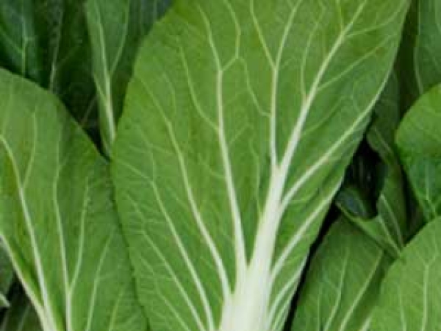 Cabbage (Chinese)