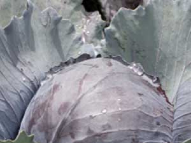 Cabbage (Autumn Red)