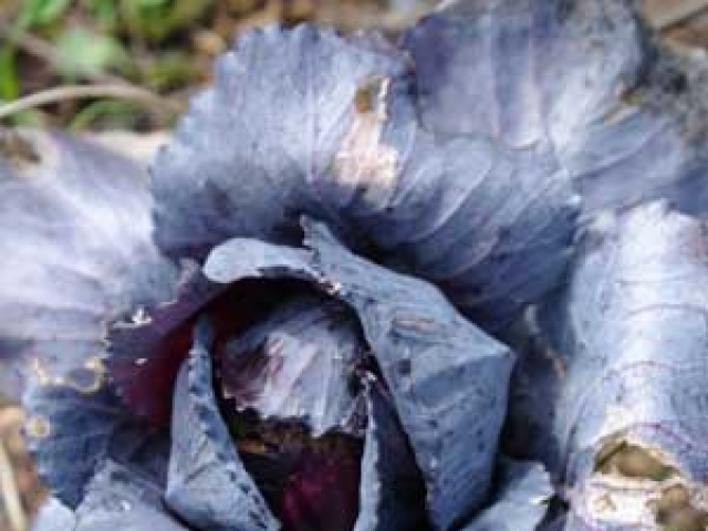 Cabbage (Spring Red)