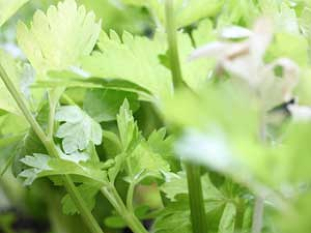 Celery