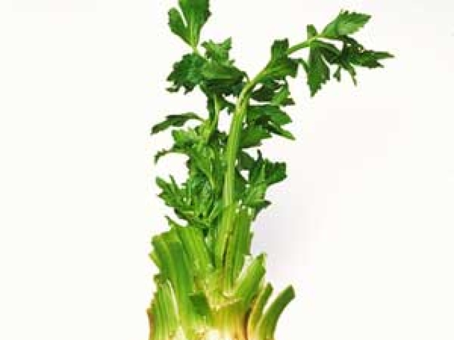 Celeriac