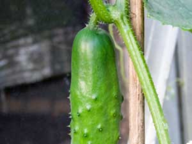 Cucumber