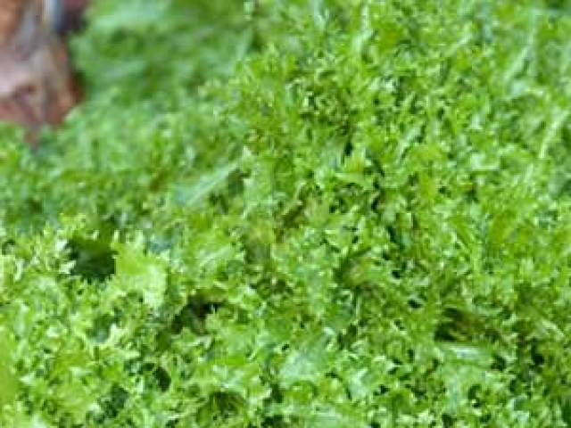 Endive