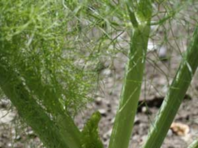 Fennel