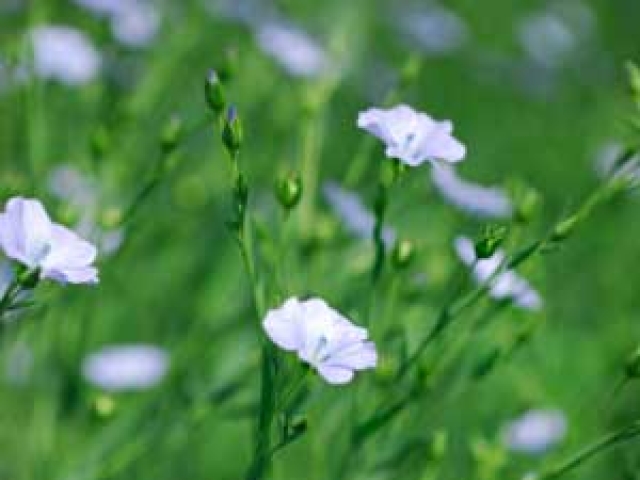 Flax