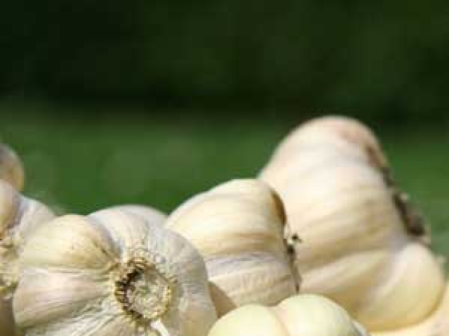 Garlic