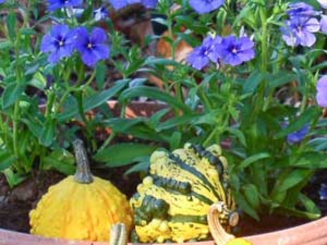 Gourd