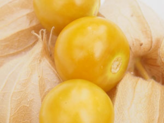 Ground Cherry