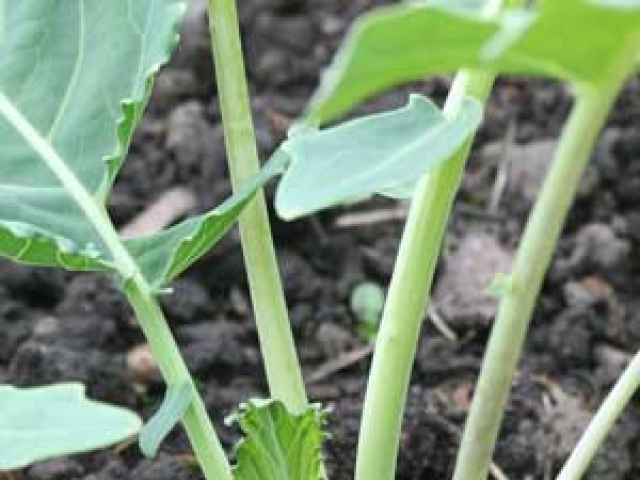 Kohlrabi