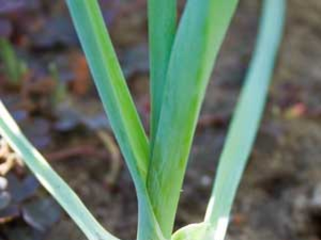 Leek
