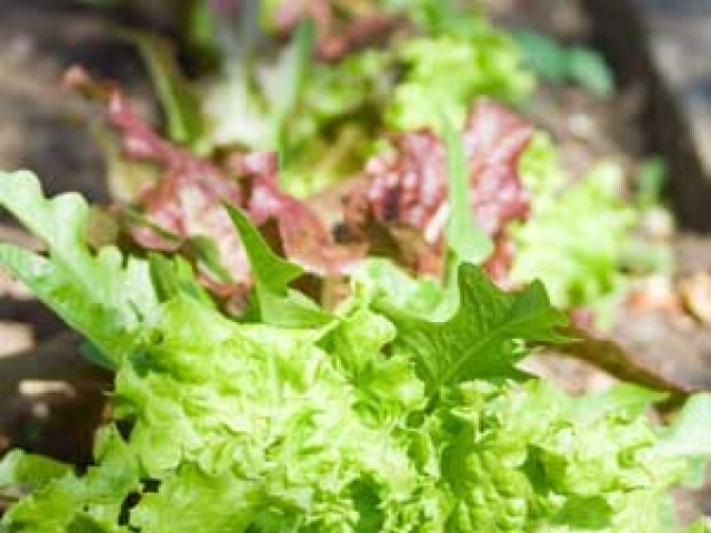 Lettuce (Loose Leaf)