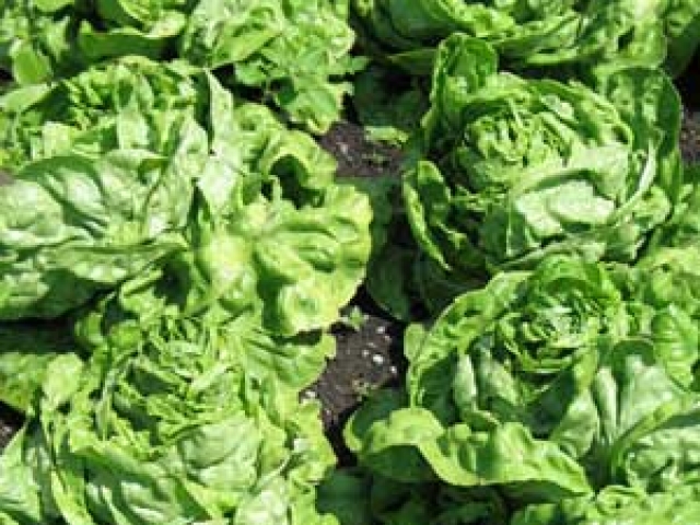 Lettuce (Headed)