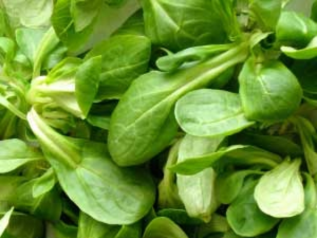Lettuce (Lambs)