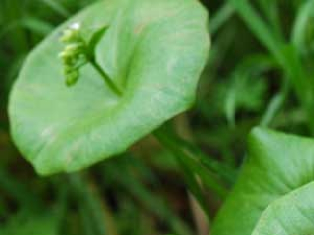 Lettuce (Miners)