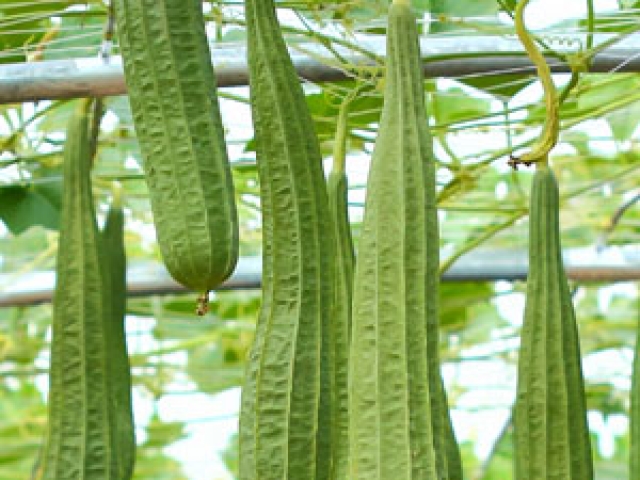 Luffa