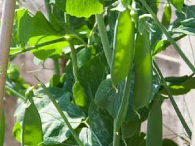 Mangetout