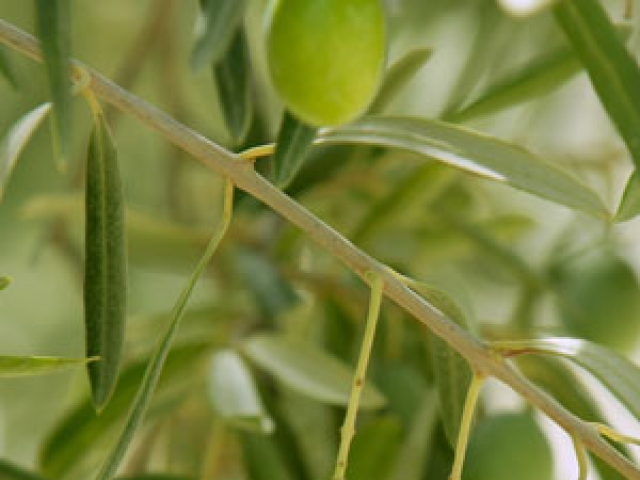 Olive