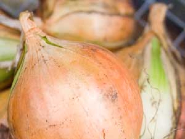 Onion