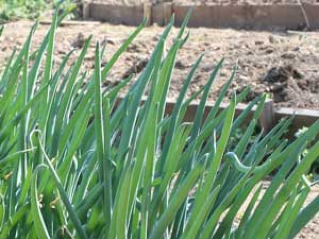 Onion (Perennial)