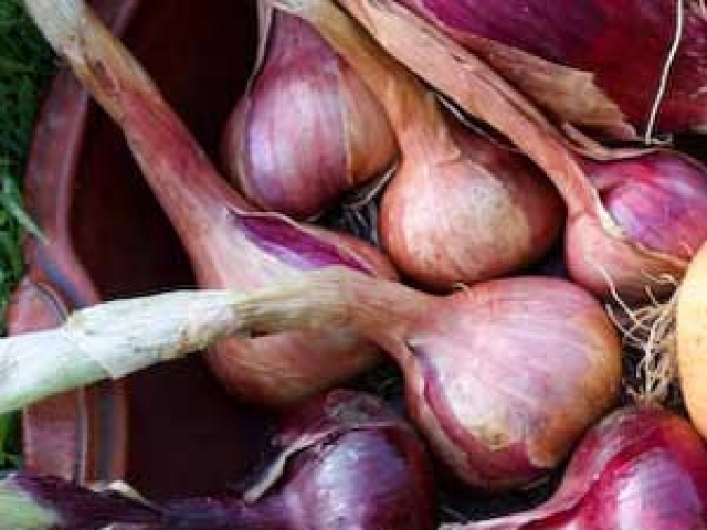 Onion (Red)