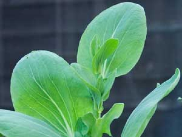 Pak Choi