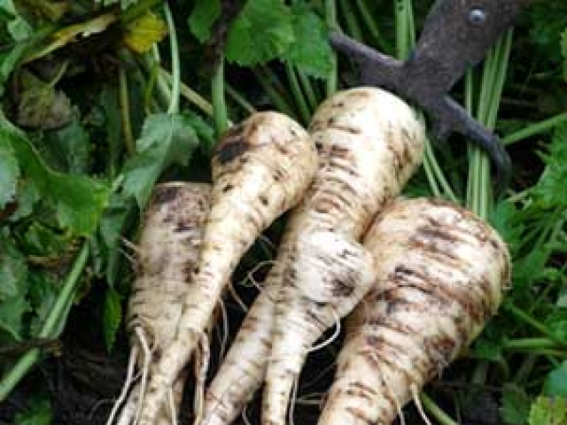 Parsnip