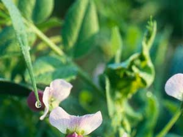 Winter Peas