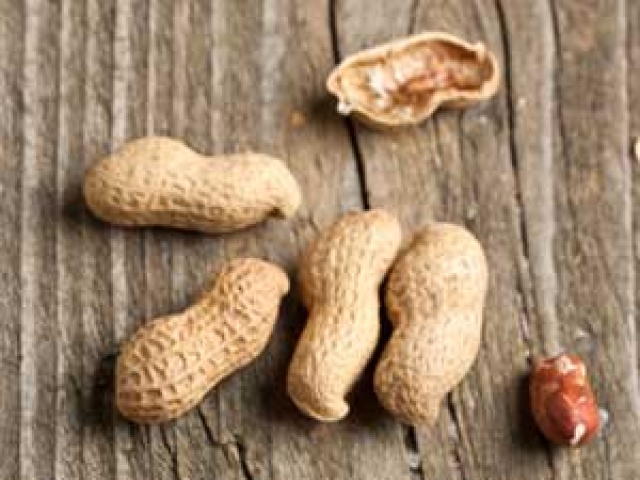 Peanut