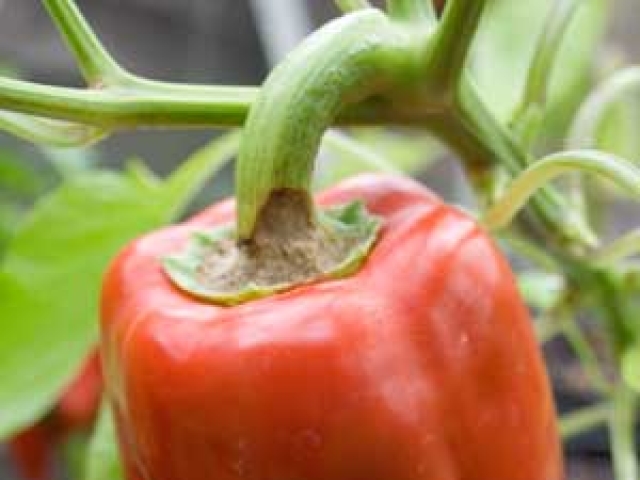 Pepper