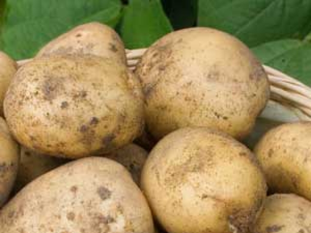 Potatoes (Maincrop)