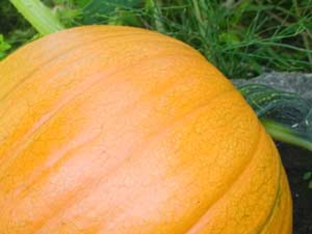 Pumpkin