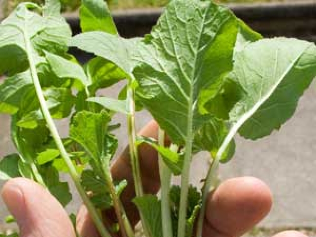 Radish