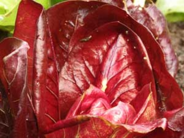 Radicchio
