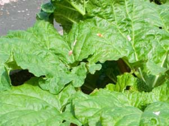 Rhubarb