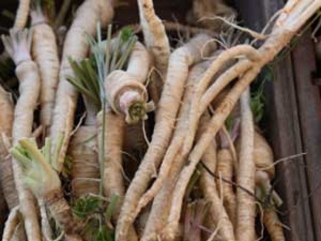 Salsify