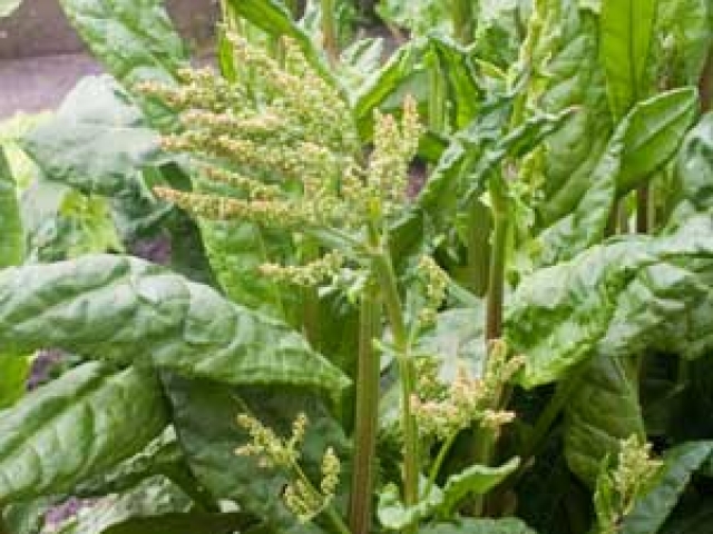 Sorrel