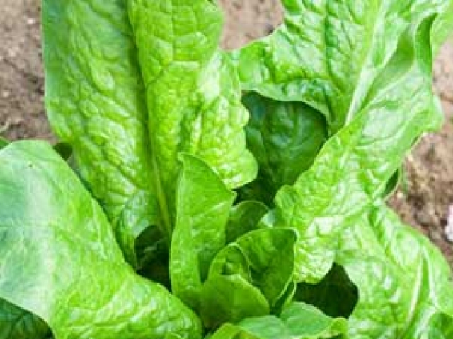 Spinach