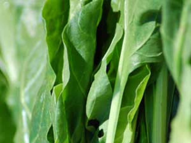 Spinach (Perpetual)