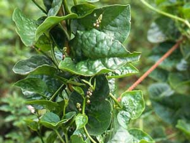 Spinach (Malabar)