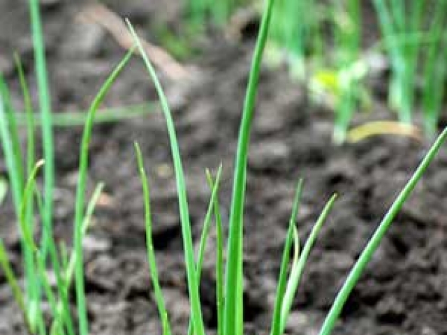 Spring Onion