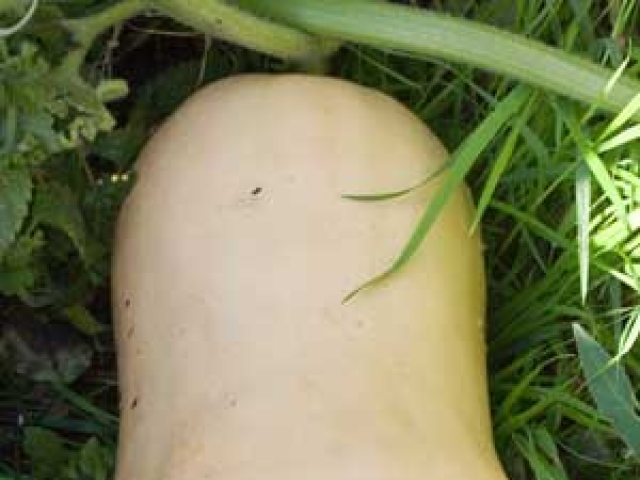 Squash (Winter)